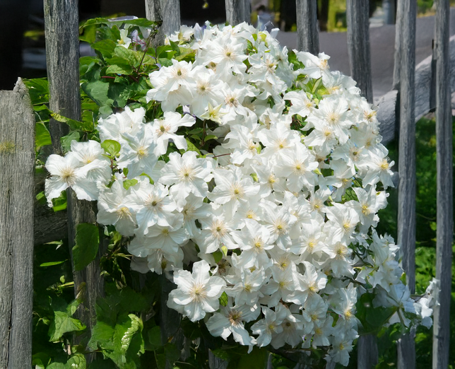 Clematis 'snow storm' - plamienok k2l - Clematis 'Snow Storm' - plamienok K2L 2
