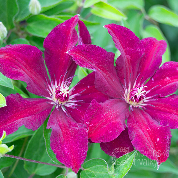 Clematis 'stasik' - plamienok k2l - 5202095 Clematis 'Stasik' 01