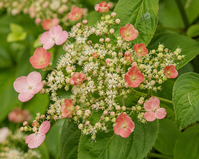 Hydrangea 'crug coral' - hortenzia popínavá - Hydrangea 'Crug Coral' 