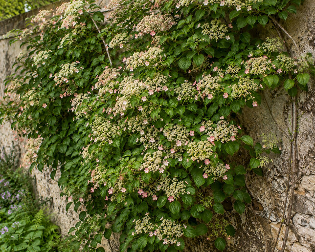 Hydrangea 'crug coral' - hortenzia popínavá - Hydrangea 'Crug Coral'  1