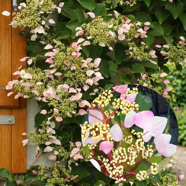 Hydrangea hydrangeoides 'roseum' - hortenzia k2l - Hydrangea hydrangeoides 'Roseum'
