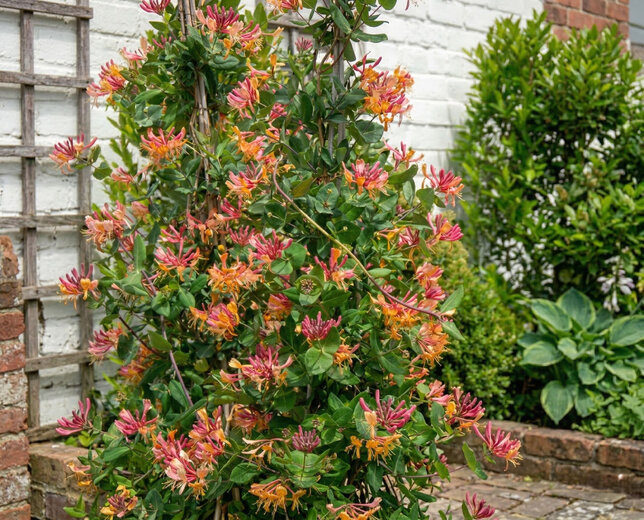Lonicera 'goldflame' - zemolez k2l - Lonicera 'Goldflame' 
