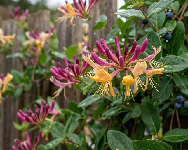 Lonicera henryi - zemolez k2l - Lonicera henryi