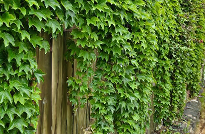 Parthenocissus 'green spring' - pavinič k2l - Parthenocissus 'Green Spring'2