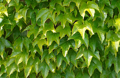 Parthenocissus 'green spring' - pavinič k2l - Parthenocissus 'Green Spring' 1