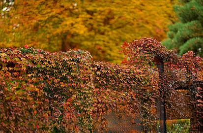 Parthenocissus 'green spring' - pavinič k2l - Parthenocissus 'Green Spring' 3