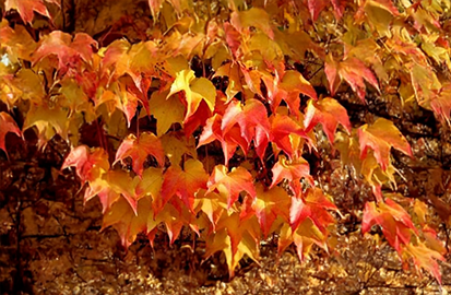 Parthenocissus 'green spring' - pavinič k2l - Parthenocissus 'Green Spring' 4