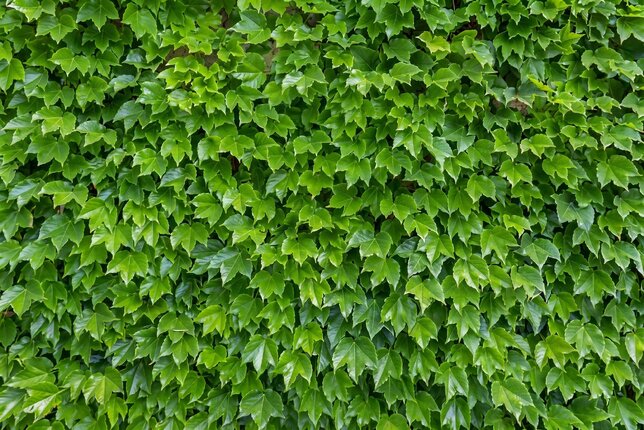 Parthenocissus 'veitchii' - pavinič k1l - Pavinič
