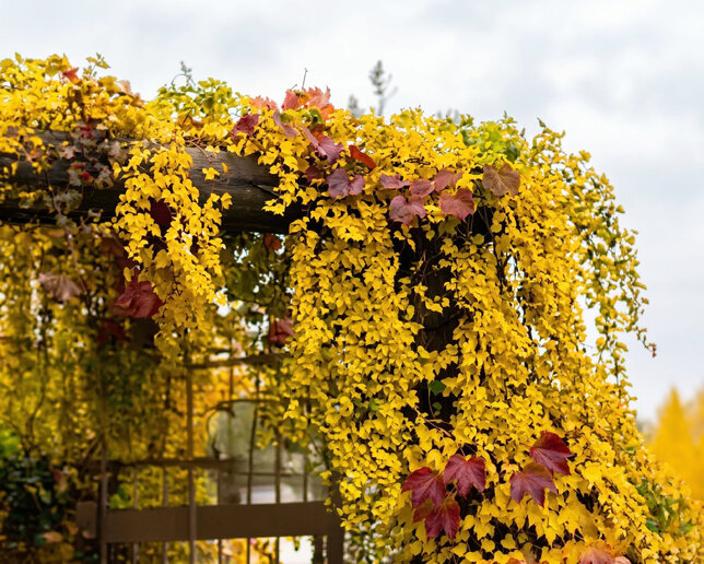 Parthenocissus 'yellow wall' - pavinič k2l - Parthenocissus 'Yellow Wall'