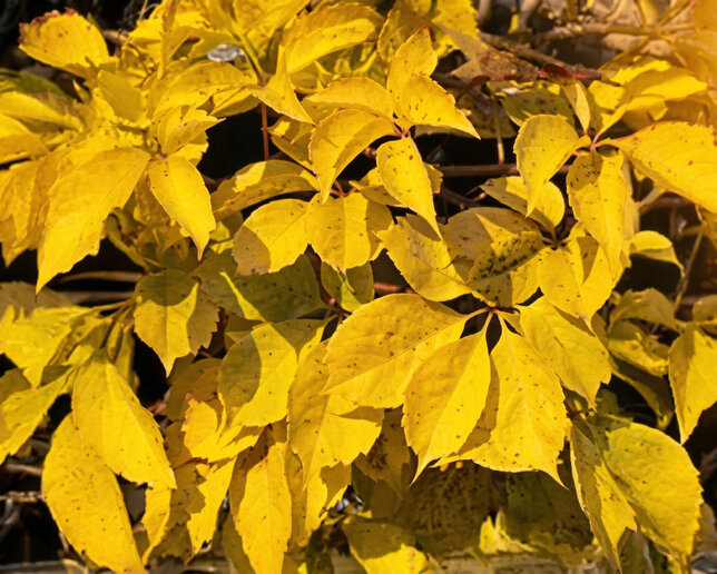 Parthenocissus 'yellow wall' - pavinič k2l - Parthenocissus 'Yellow Wall' 1