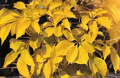 Parthenocissus 'yellow wall' - pavinič k2l - Parthenocissus 'Yellow Wall' 1