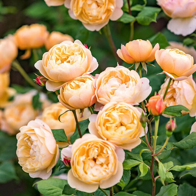 Ruža 'roald dahl' - david austin k5l - 9254658 Ruža 'Roald Dahl' 01