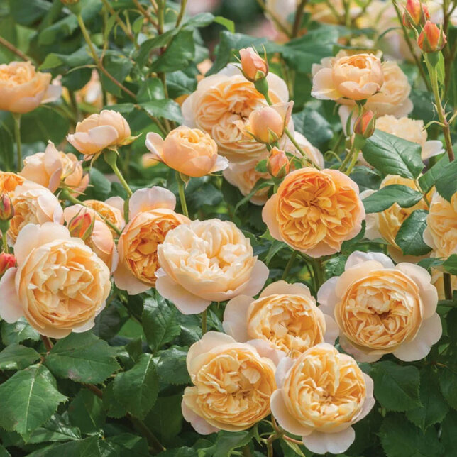 Ruža 'roald dahl' - david austin k5l - 9254658 Ruža 'Roald Dahl' 02