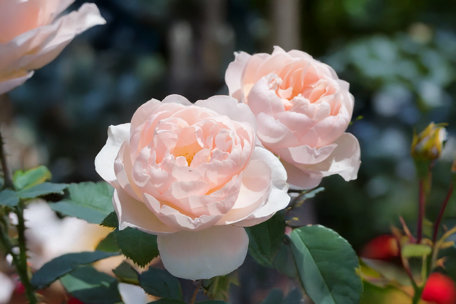 Ruža 'the shepherdess' - david austin k3l - Ruža 'The Shepherdess' - David Austin K3L 1