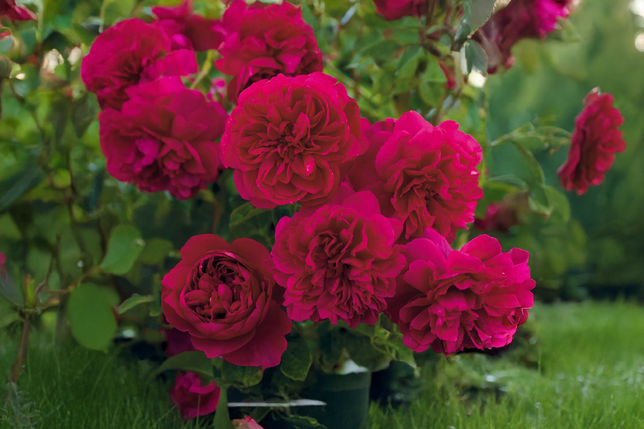 Ruža 'thomas a becket' - david austin k3l - Ruža 'Thomas a Becket' - David Austin K3L 2