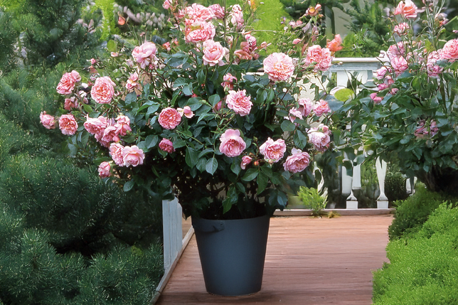 Ruža 'wildeve' - david austin k3l - Ruža 'Wildeve' - David Austin K3L_