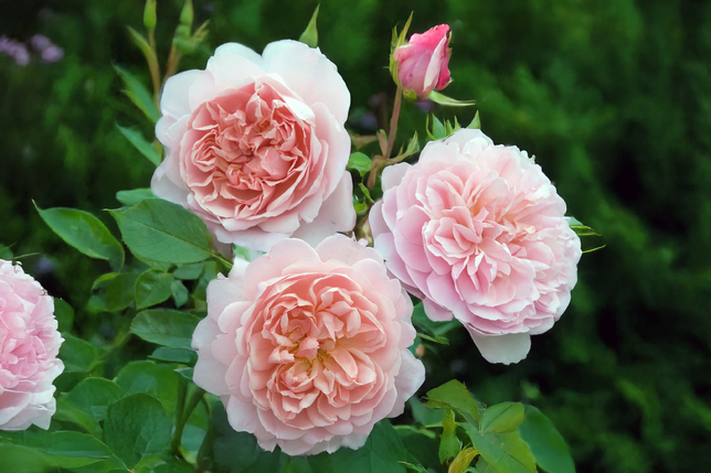 Ruža 'wildeve' - david austin k3l - Ruža 'Wildeve' - David Austin K3L 1