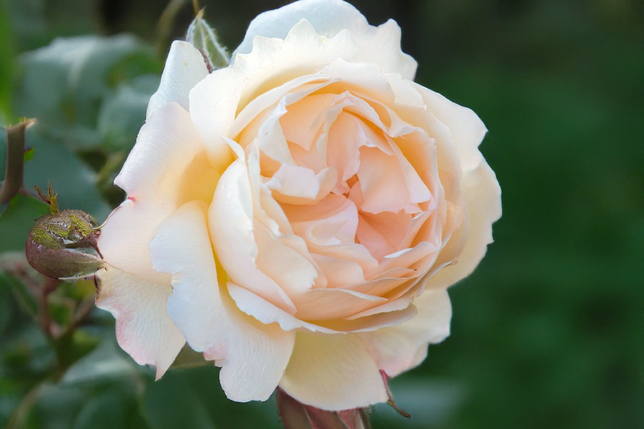 Ruža 'wollerton old hall' - david austin k3l - Ruža 'Wollerton Old Hall' - David Austin K3L_