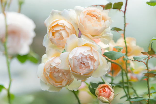 Ruža 'wollerton old hall' - david austin k3l - Ruža 'Wollerton Old Hall' - David Austin K3L 2