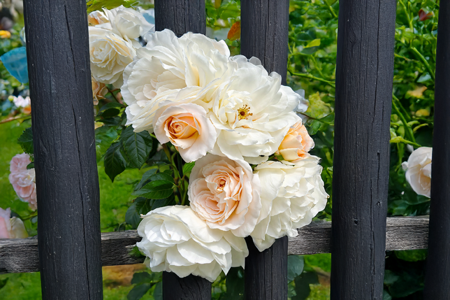 Ruža 'champagne moments' - david austin k3l - Ruža 'Champagne Moments' - David Austin K3L_