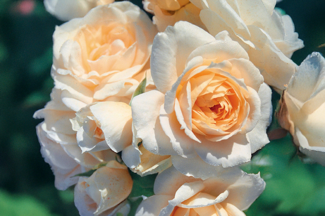 Ruža 'champagne moments' - david austin k3l - Ruža 'Champagne Moments' - David Austin K3L 2