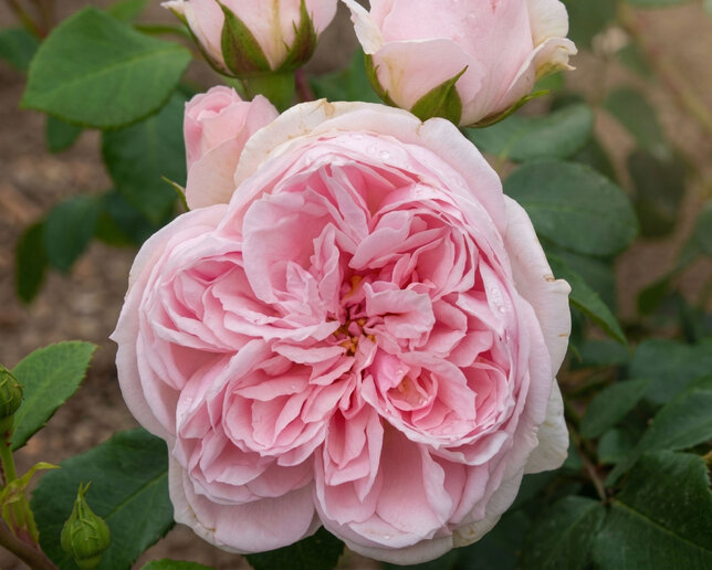 Ruža 'cinderella' - kordes k2l - Ruža 'Cinderella'