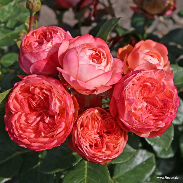 Ruža 'pompeji' - kordes k2l - 9253884 Ruža 'Pompeji' 02