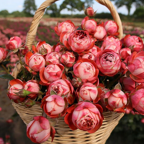 Ruža 'pompeji' - kordes k2l - 9253884 Ruža 'Pompeji' 03