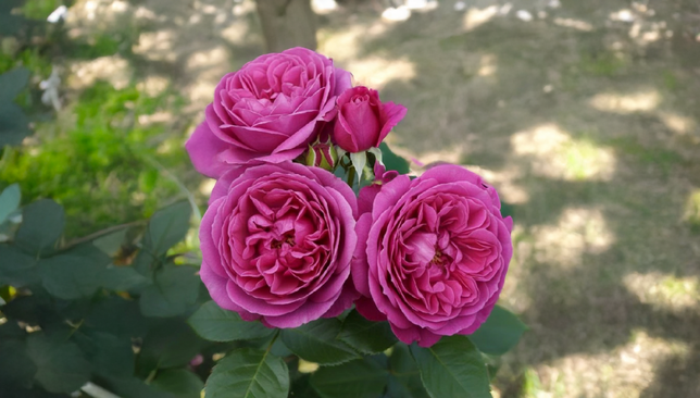 Ruža 'clivia' - kordes k2l - Ruža 'Clivia' - KORDES K2L 1_