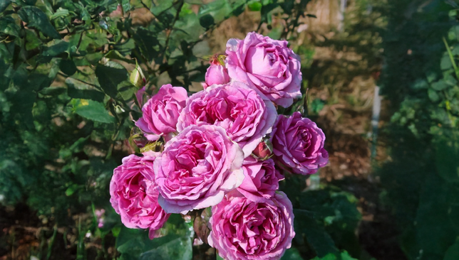 Ruža 'clivia' - kordes k2l - Ruža 'Clivia' - KORDES K2L 2_