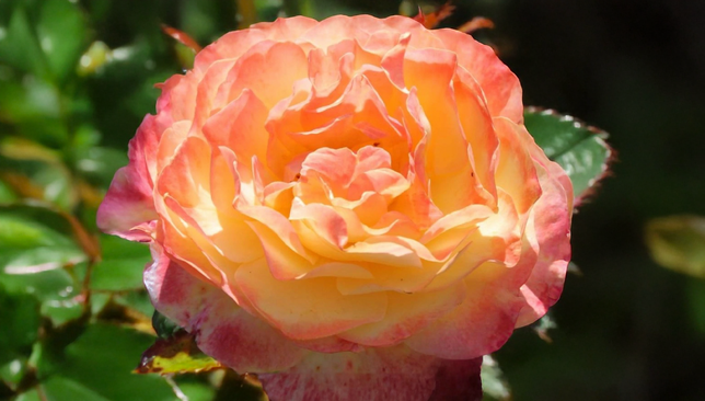 Ruža 'rose de hoffnung' - kordes k2l - Ruža 'Rose de Hoffnung' - KORDES K2L 1_