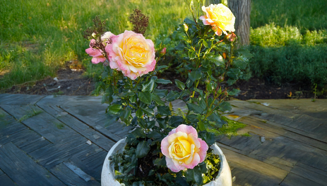 Ruža 'rose de hoffnung' - kordes k2l - Ruža 'Rose de Hoffnung' - KORDES K2L 2