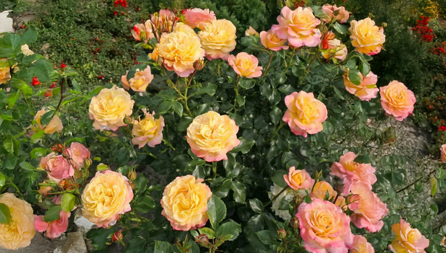 Ruža 'rose de hoffnung' - kordes k2l - Ruža 'Rose de Hoffnung' - KORDES K2L 2_