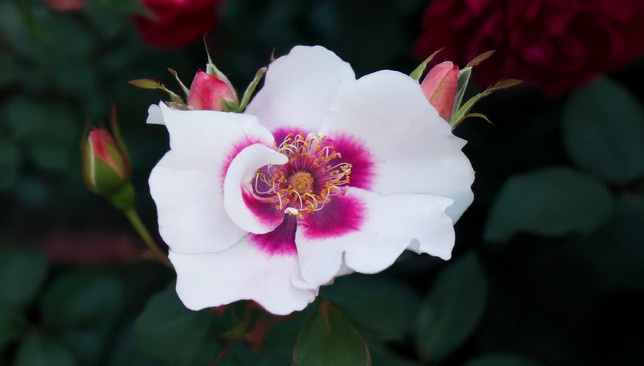 Ruža 'see you in red' - kordes k2l - Ruža 'See you in red' - KORDES K2L 1