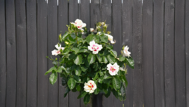 Ruža 'see you in red' - kordes k2l - Ruža 'See you in red' - KORDES K2L 1_