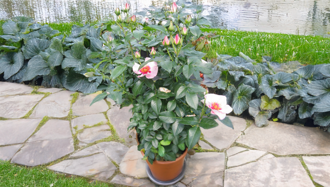 Ruža 'see you in red' - kordes k2l - Ruža 'See you in red' - KORDES K2L 3_