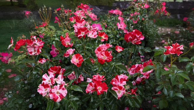 Ruža 'simsalabim' - kordes k2l - Ruža 'Simsalabim' - KORDES K2L 2