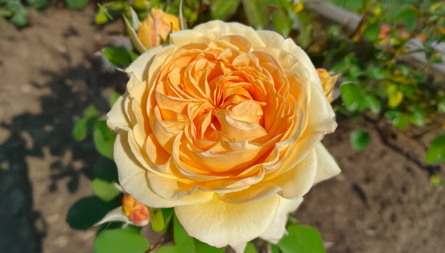 Ruža 'spotlight' - kordes k2l - Ruža 'Spotlight' - KORDES K2L 1_