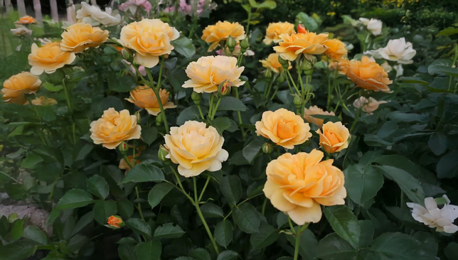 Ruža 'spotlight' - kordes k2l - Ruža 'Spotlight' - KORDES K2L 2