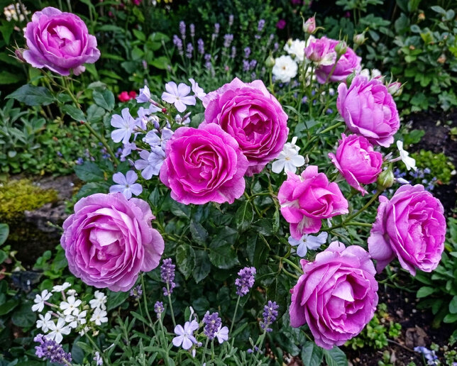 Ruža 'carmen würth' - kordes k2l - Ruža 'Carmen Würth'