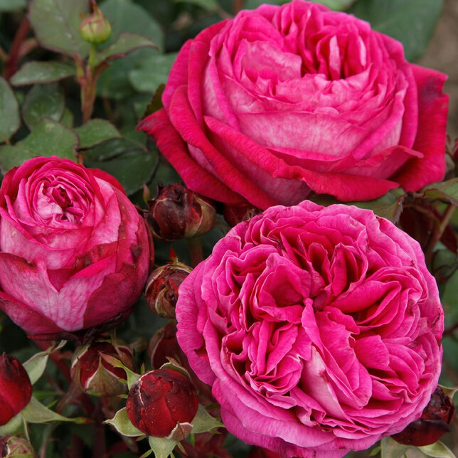 Ruža 'freifrau caroline' - kordes k2l - Ruža 'Freifrau Caroline'