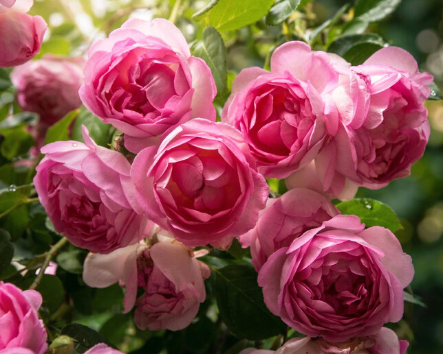 Ruža 'jasmina' - kordes k2l - Ruža 'Jasmina'