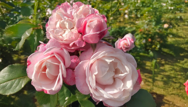 Ruža 'zelmanis dream' - kordes k2l - Ruža 'Zelmanis Dream' - KORDES K2L 1_