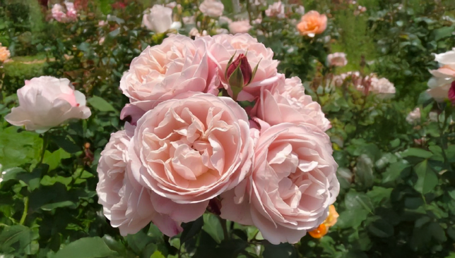 Ruža 'zelmanis dream' - kordes k2l - Ruža 'Zelmanis Dream' - KORDES K2L 2_