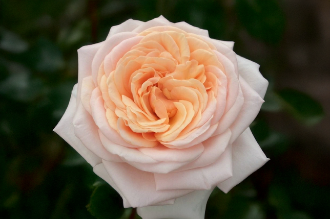 Ruža 'courage' - kordes k2l - Ruža 'Courage' - KORDES K2L 1