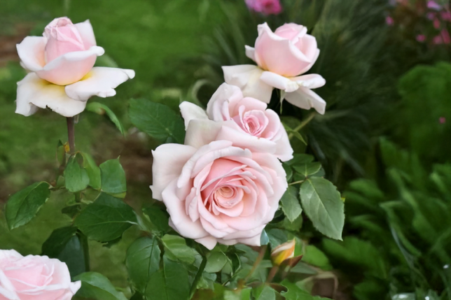 Ruža 'courage' - kordes k2l - Ruža 'Courage' - KORDES K2L 2