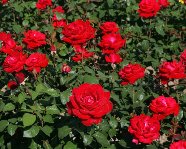 Ruža 'grande amore' - kordes k2l - Ruža 'Grande Amore'