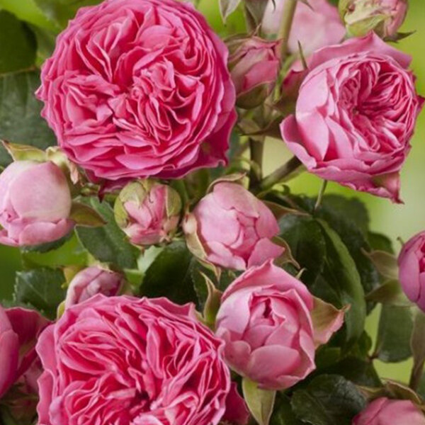 Ruža 'candy rokoko' - tantau k2l - 2252136 Ruža 'Candy Rokoko' 01