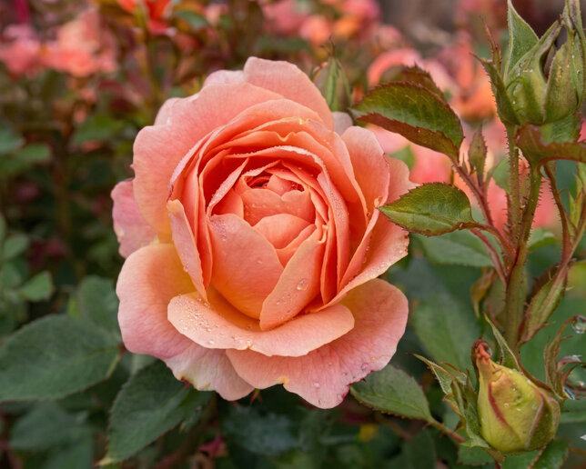 Ruža 'amber bay' - tantau k2l - Ruža 'Amber Bay' 