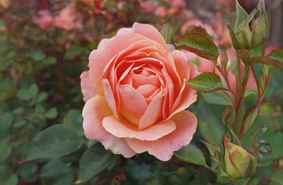 Ruža 'amber bay' - tantau k2l - Ruža 'Amber Bay' 1